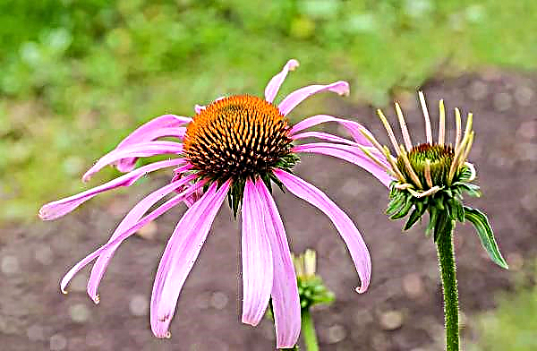 Echinacea: benefits and harms to the body