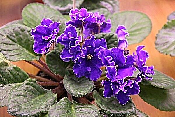 Por qué las violetas no florecen en casa: razones, qué hacer, cuidado adecuado, video