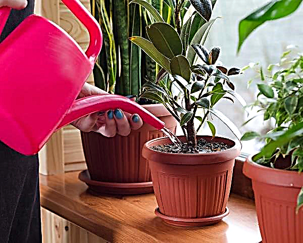 Spring-summer: how to avoid mistakes in the care of indoor plants