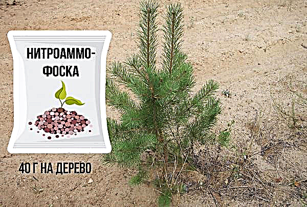 Propagation of common pine at home: how to do it with cuttings and seeds, how pine propagates in nature
