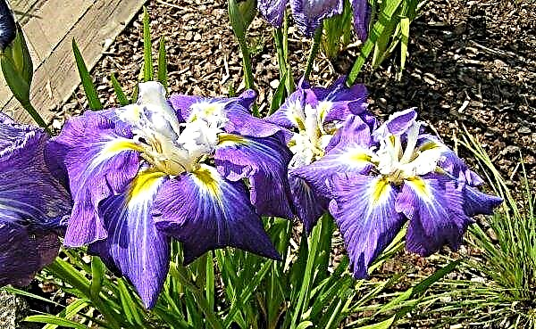 Xiphoid iris: قواعد الزراعة والرعاية ، صورة ووصف للزهرة
