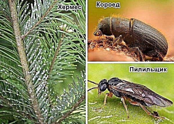 Pino de montaña Hampi (Pinus mugo Humpy): descripción y foto, plantación y cuidado, uso en diseño de paisajes