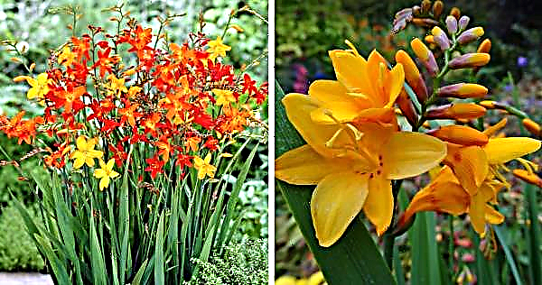 Flores semelhantes aos gladíolos: fotos e nomes, como as flores semelhantes e as que crescem em jardas, são chamadas similaridades e diferenças