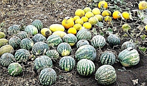 How often and how to water watermelons and melons in open ground, irrigation intensity