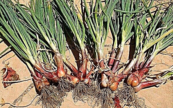 Is it possible to plant family onions before winter: optimal planting dates, onion care and cultivation features
