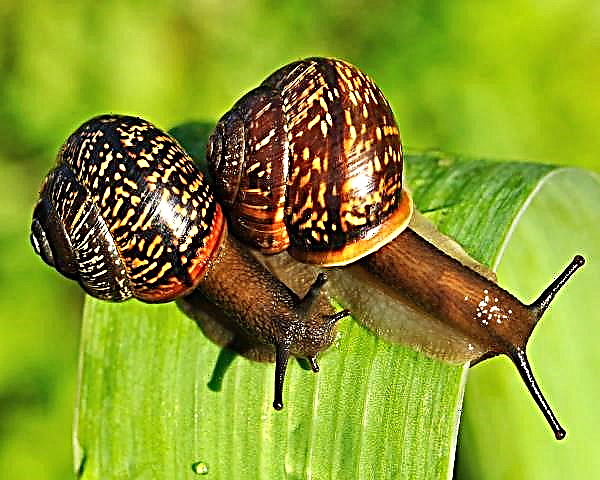 Some successful tricks to "taming" garden snails and slugs