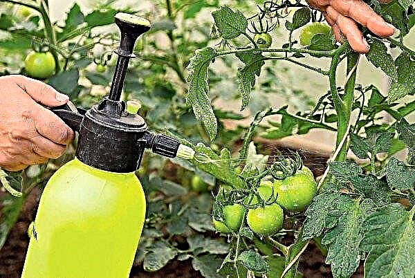 Tomatitrühvelpunane: sordi omadused ja kirjeldus, saagikus, kuidas kasvatada ja hooldada, foto