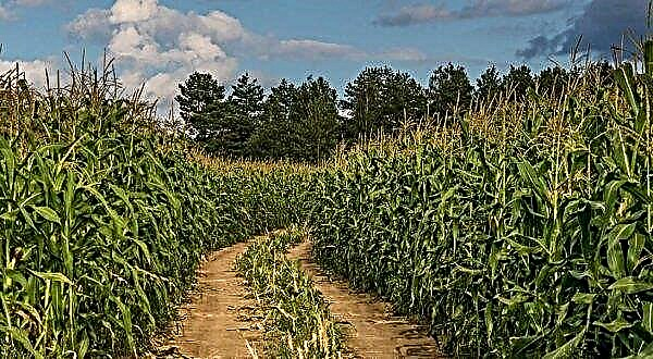 Diseases and pests of corn: measures to combat them, photo and description