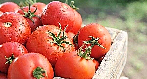 Kaip šiltnamiams išsirinkti geriausias mažo dydžio pomidorų veisles: stambiavaisių, vėlyvųjų, ankstyvųjų