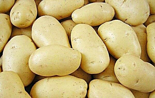 Potato Juvel: opis i plon, cechy uprawy, zdjęcie