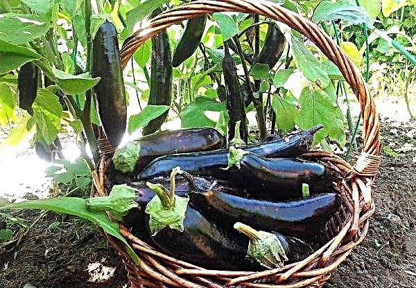 Eggplant King of the F1 market: variety description, photo, planting and care