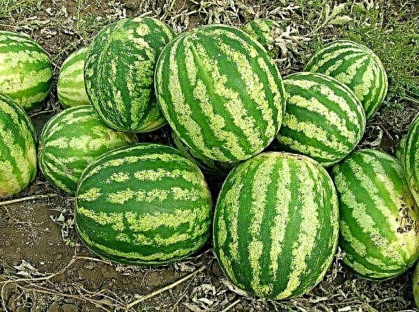 Watermeloenvariëteiten Karistan F1: beschrijving en kenmerken, kenmerken van groeien in de volle grond en in een kas, bessenverzorging, foto