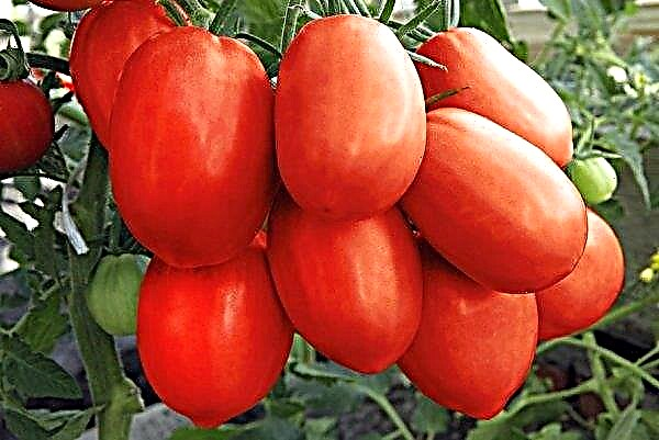 Tomato Princess: خصائص ووصف التنوع والمحصول والزراعة والرعاية ، الصورة