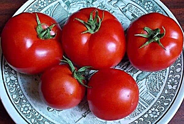 Pasynkovanie tomates en un invernadero y campo abierto: diagrama, video, foto