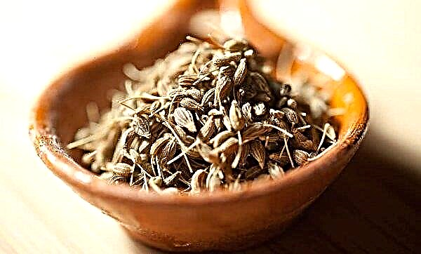 Anise seeds: medicinal properties and contraindications, especially for loss of voice, photo