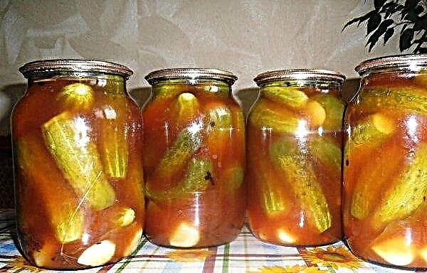 Pepinos para el invierno con salsa de tomate sin esterilización: las mejores recetas con cocción paso a paso