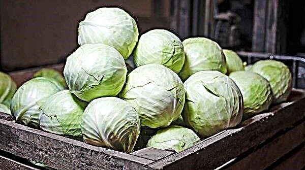 Cabbage Larsia F1: description and characteristics of the variety, growing characteristics, collection and storage, photo