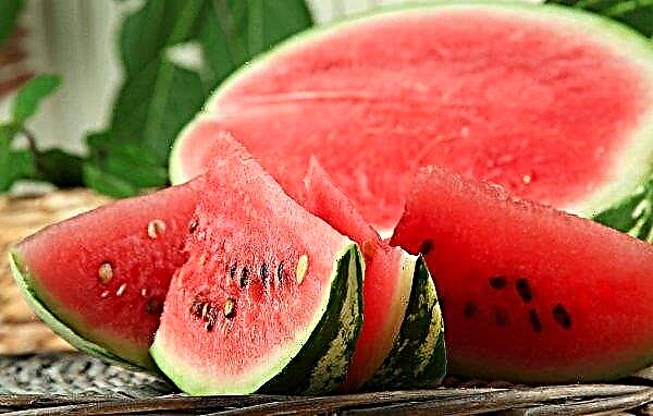 Watermelon - planting and growing, varieties with photos, the benefits and harms