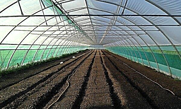 Turnkey industrial greenhouse: do-it-yourself construction, drawings and sizes, projects, heating and equipment, photo