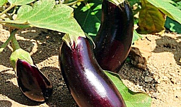Eggplant Vera: characteristics and description of the variety, features of cultivation and care, photo