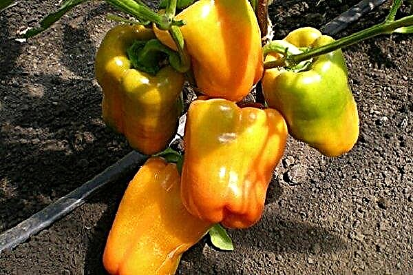 Pepper Golden Taurus: description et caractéristiques, caractéristiques climatiques et productivité, photos, avis
