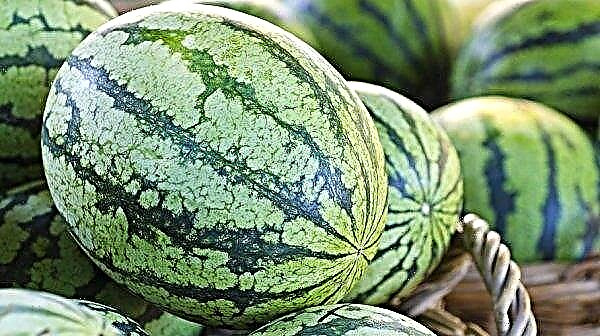 Growing watermelons: timing and features of planting, care in the open ground, video