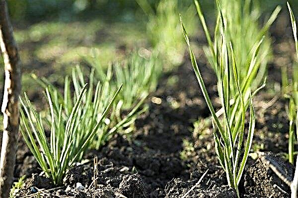 Sprouted onions planted in the winter: what to do, care features