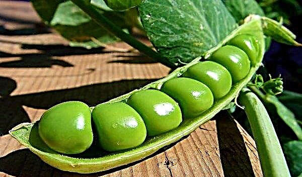 Peas - chemical composition, benefits and harm to the human body