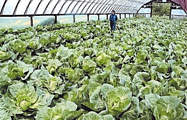 How often to water cabbage: watering methods in a greenhouse and open ground