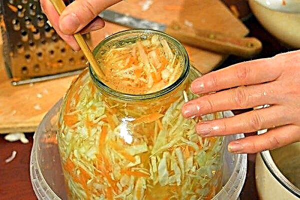 Kapan harus menembus sauerkraut: apakah perlu menembus selama fermentasi, pada hari apa, pro dan kontra