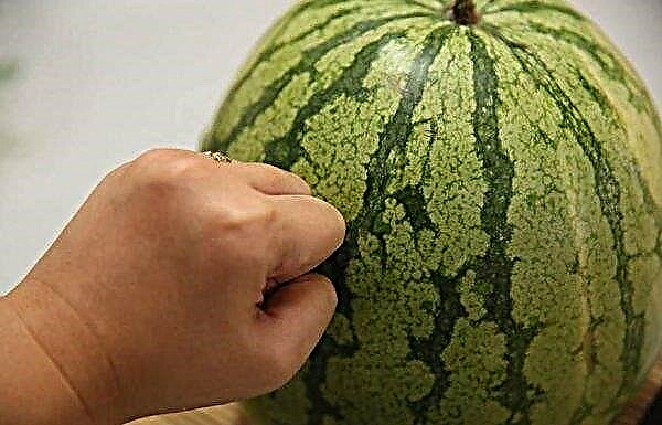 The veins in the watermelon are white and yellow: what do they mean, what do they mean, are they dangerous