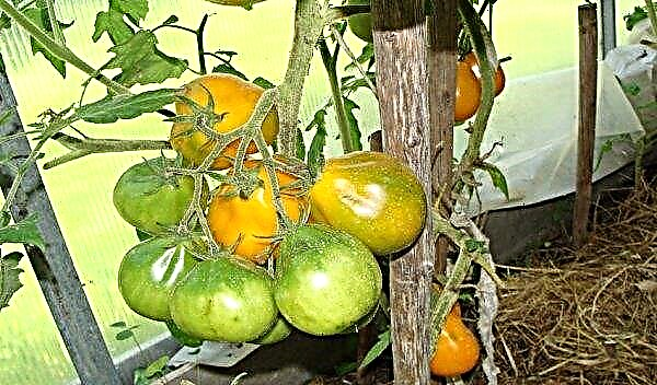 Descrierea tomatei japoneze, cultivare și îngrijire, recenzii, fotografii