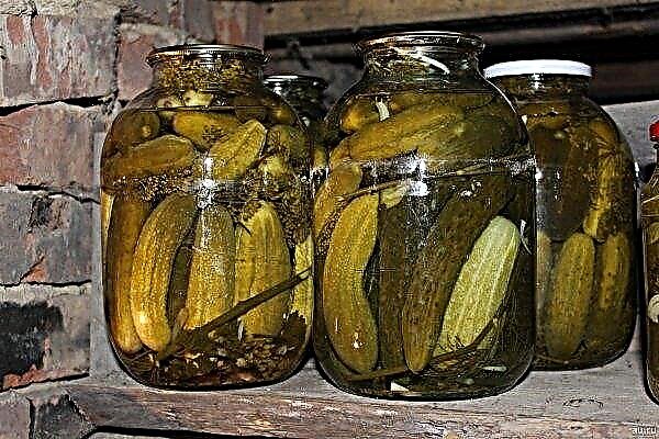 Cucumbers marinated with apple cider vinegar: the most delicious pickling recipes, step by step cooking