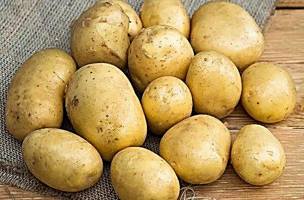 Potato Meteor: descriere, caracteristici și gustul soiului, regulile de cultivare și îngrijire, fotografie