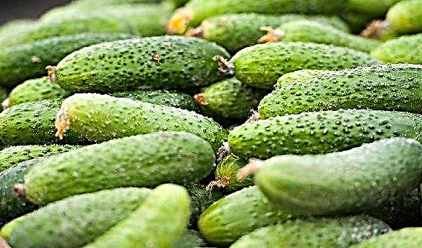 Cucumbers Claudia F1: characteristics and description of the variety with a photo, features of cultivation and care