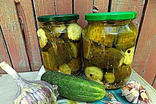 Salted cucumbers for the winter with mustard: recipes for the preparations, useful tips