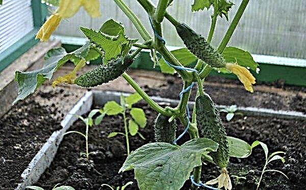 Cucumbers rot in a greenhouse: causes, prevention and disposal methods