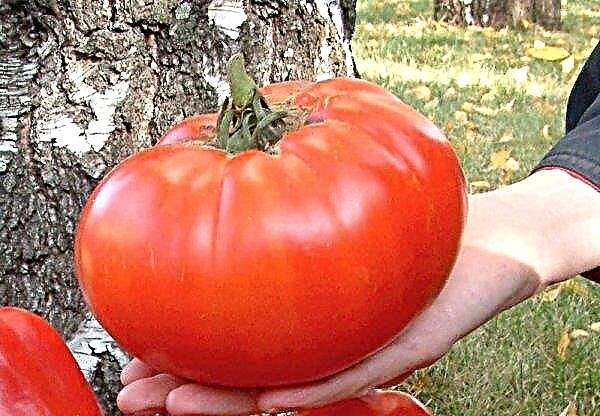Tomato Ruská velikost F1: charakteristika a popis odrůdy, výnos, kultivace a péče, fotografie
