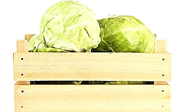How to store cabbage in the cellar: how much time, how to prepare the cellar and vegetable