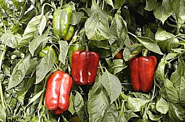 Pepper Ombrone: description and characteristics, cultivation and care of the variety, photos, reviews