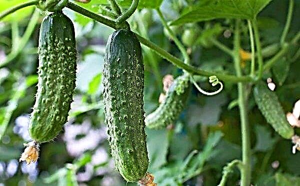 Cucumber Masha f1: variety description, photo, characteristics, yield, planting and care, agricultural cultivation