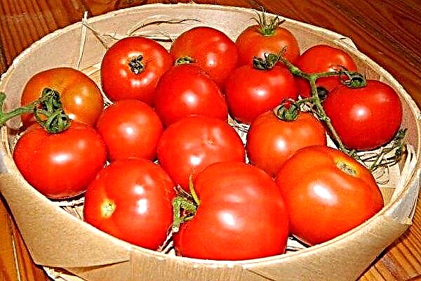 Tomato Marfa F1: description and characteristics, features of cultivation and care of the variety, yield, photo