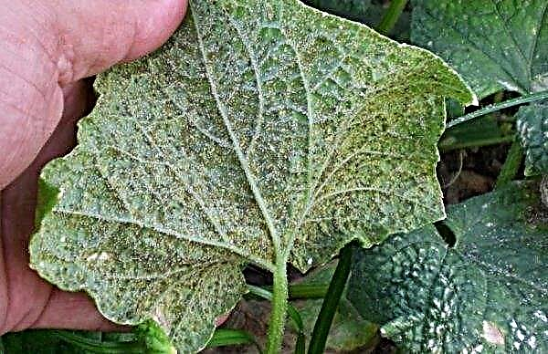 Leaves of cucumbers in yellow spots: what to do and how to treat, photo