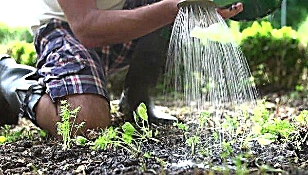 정원의 열린 땅에서 당근을 가늘게하는 방법 : 유용한 팁