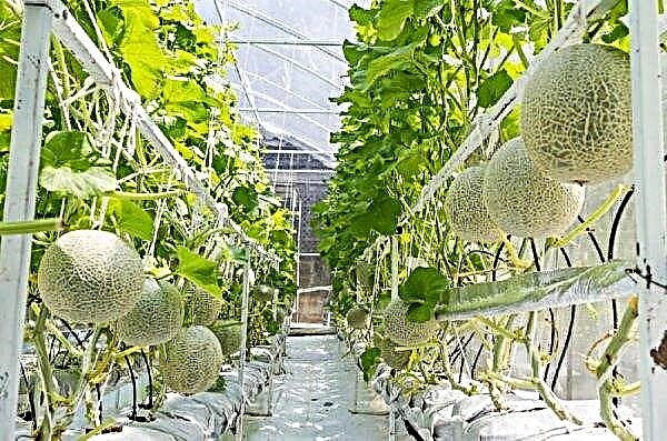How to form a melon in a greenhouse: why is it necessary, terms and basic rules