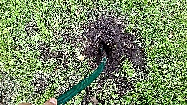 How to get rid of moles on the site