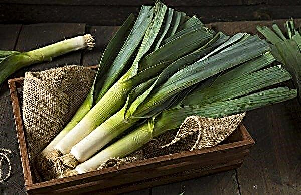 Leek: features of cultivation and care in the open ground, photo