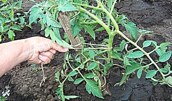 Tomato Krasnobay - وصف متنوعة ، زراعة المحصول والرعاية