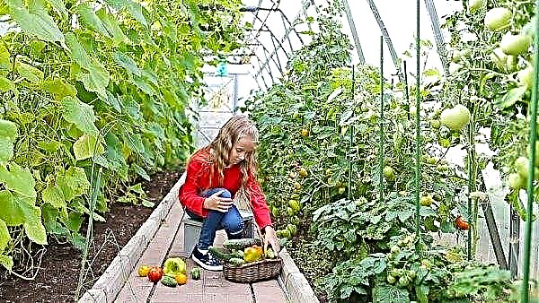 Ar įmanoma auginti agurkus ir pomidorus viename šiltnamyje: auginimo, sodinimo ir tolesnės priežiūros ypatybės