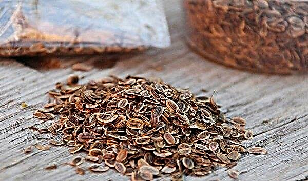 Dill seeds for the pancreas: cooking rules and norms of use
